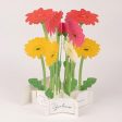 3D Glooming Message Card Garbera Daisy For Discount